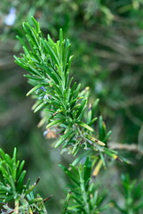 rosmarino