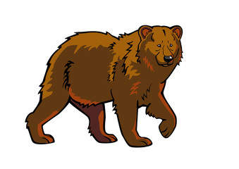 brown bear isolated picture