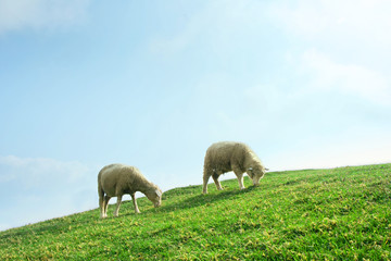 Sheeps