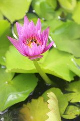 Obraz premium Lotus flower with bees