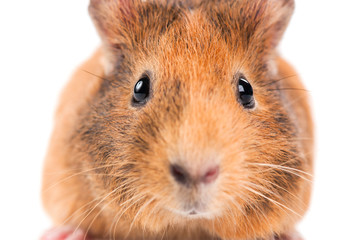 guinea pig