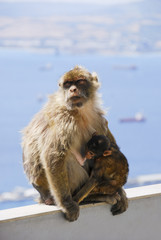 Mother Ape With Baby Breastfeeding On Wall At Gibraltar