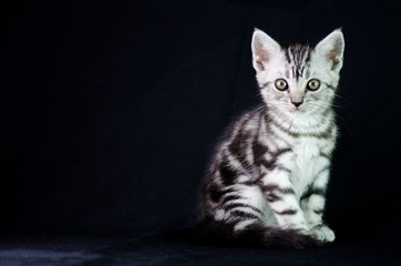 American Short Hair Cat With Black Background