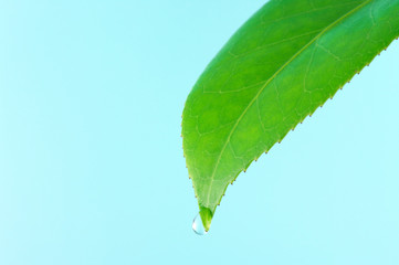 Leaf with water drop.(horizontal)