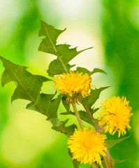 dandelion flowers and leaves on green background