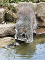 Obraz premium Trinkender Waschbär 