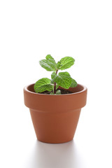 小さな植木鉢の小さな新芽