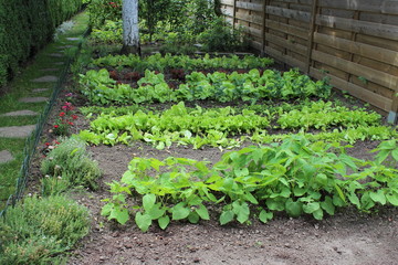 Petit jardin potager bio  en ville