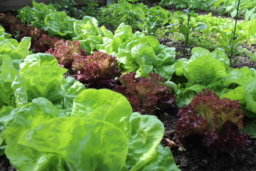 Plantes de salade vertes  dans le jardin. Laitue et batavia dans le potager bio. - obrazy, fototapety, plakaty