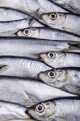 freshly caught sprat