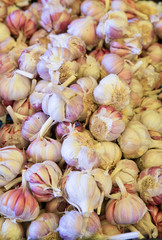Garlic for sale