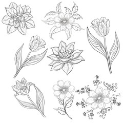 Flowers, set, outline