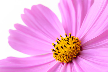 fleur rose © Camp's