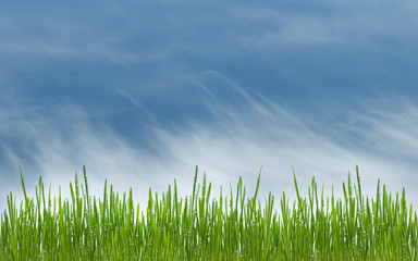 Fototapeta premium green grass with water drops on meadow on blue sky