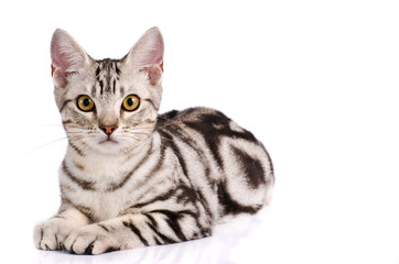American Shorthair Cat