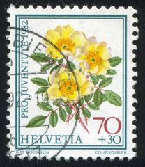 flower rose