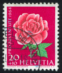 flower rose