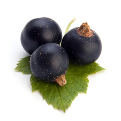 Black currant