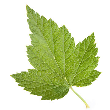 Black currant leaf