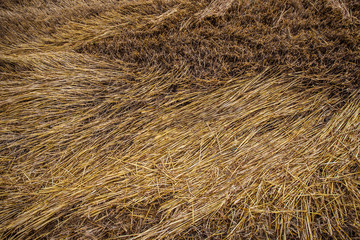 Wheat Abstract