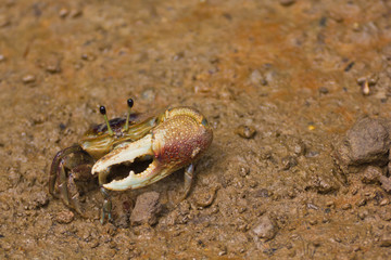 Fototapeta premium fiddler crab