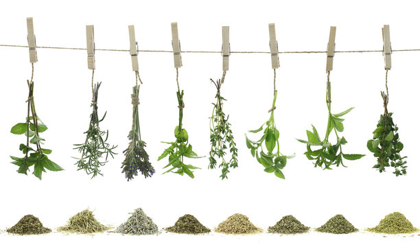 Fresh herbs hanging on a rope.