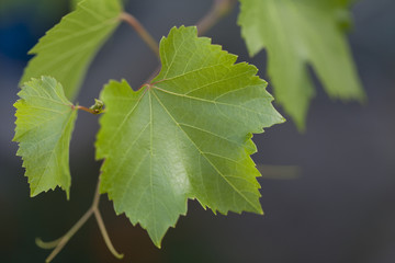 leaves of the grape