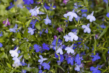 Little Blue and White Flowers, Background