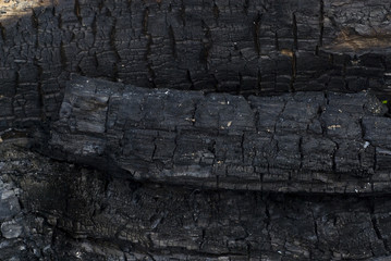 Texture of Three Burned Logs in the Fire Pit