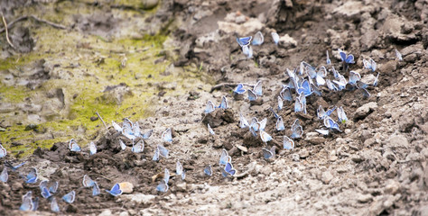 Gossamer-winged Butterflies on a ground