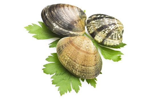 Clams and spices on the white background