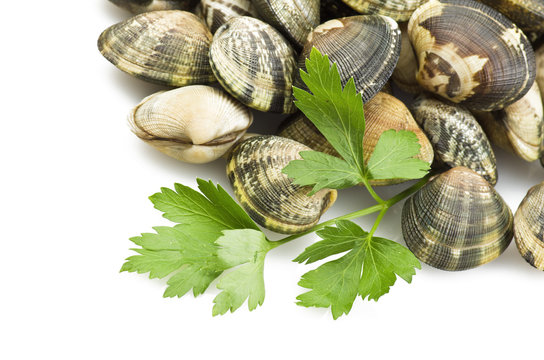Clams and spices on the white background