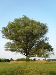 Single tree