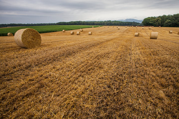 Fototapeta premium Wheat Bale