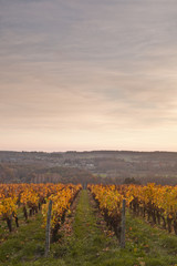 Fototapeta premium Vineyards near to Chenonceaux