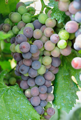 Grapes on the Vine