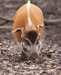 red river hog 6821