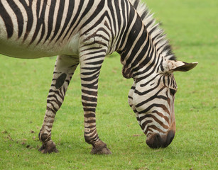 Fototapeta na wymiar Zebra feeding 9573
