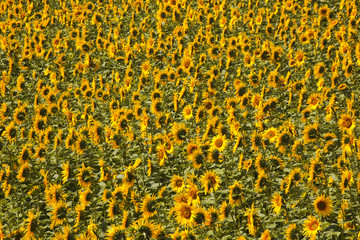 Sunflowers in the Loire Valley