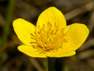 Yellow meadow flower