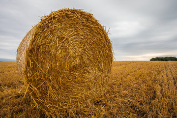 Wheat Bale