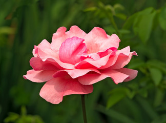 Pink rose