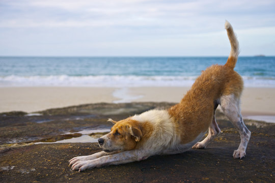 Yoga dog on the beach