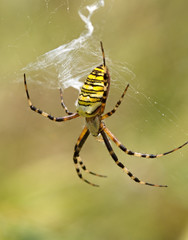 Striped yellow spider on a web