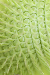 wilde karde - Dipsacus fullonum