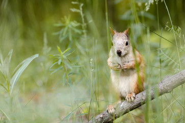 squirrel