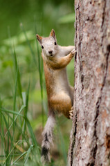 squirrel