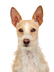 Beautiful portuguese hound