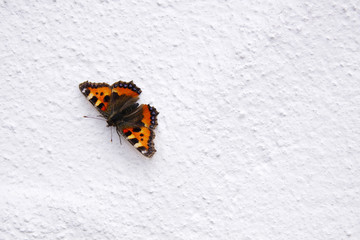 Fototapeta na wymiar Motyl na ścianie domu