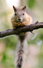 squirrel